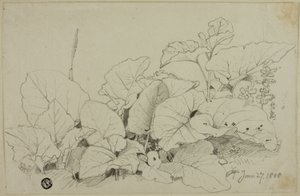 Klump av blader og blomster av Joshua Cristall