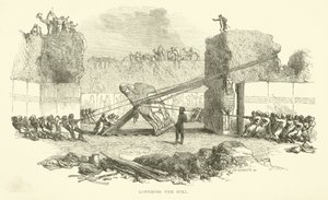 Senker oksen av Josiah Wood Whymper