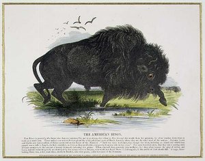 The American Bison, pedagogisk illustrasjonspub. av Samfundet for Fremme av Kristendomskunnskap