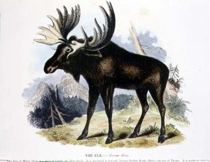 The Elk (Cervus alces) pedagogisk illustrasjonspub. av Samfundet for Fremme av Kristendomskunnskap