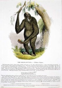 Den pedagogiske illustrasjonspuben Orang-Outang (Pithecus satyrus). av Samfundet for Fremme av Kristendomskunnskap