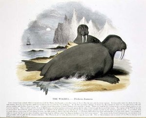 The Walrus (Trichecus rosmarus) pedagogisk illustrasjonspub. av Samfundet for Fremme av Kristendomskunnskap av Josiah Wood Whymper