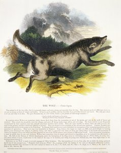 The Wolf (Canis lupus) pedagogisk illustrasjonspub. av Society for Promoting Christian Knowledge, 1843 (akvatint)