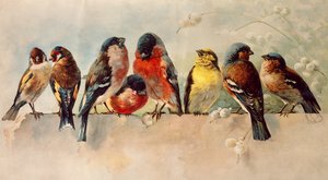 Fugler av Josse Photo