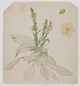 Blooming King Candle (ordrom)