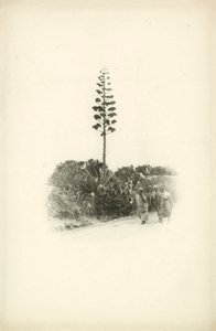 Et av Jules Gervais-Courtellemonts utsikter over Algerie (s/h-bilde) av Jules (after) Gervais-Courtellemont