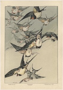 Fugler, plate 5 fra 'Fantaisies decoratives', gravert av Gillot, utgitt av Jules Rouam, Librairie de l'Art, Paris, 1887 (fargegravering)