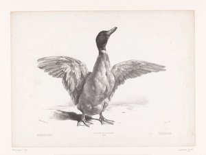 Studie av en and med utstrakte vinger Dyrestudier (serietittel) Petites études d