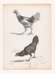 Studie av to kyllinger Dyrestudier (serietittel) Petites études d