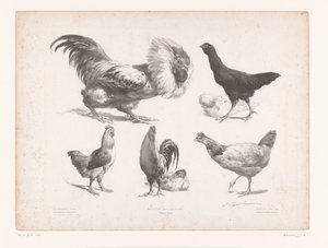 Studier av ulike typer kyllinger Dyrestudier (serietittel) Petites études d