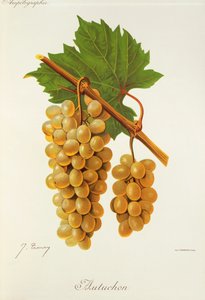 Autuchon-drue av J. Troncy av Jules Troncy