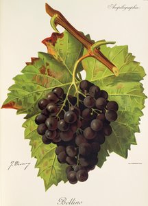 Bellino-drue av J. Troncy av Jules Troncy