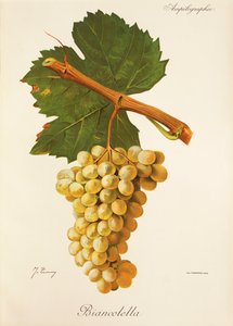 Biancolella-drue av J. Troncy av Jules Troncy