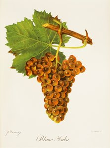Blanc Auba drue av J. Troncy av Jules Troncy