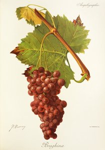 Braghina-drue av J. Troncy av Jules Troncy