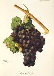 Braquet Noir drue av J. Troncy av Jules Troncy