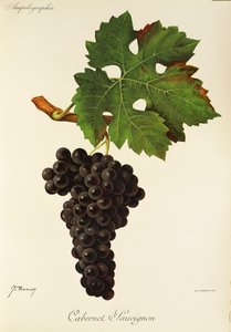 Cabernet Sauvignon drue av J. Troncy