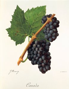 Canada-drue av J. Troncy av Jules Troncy