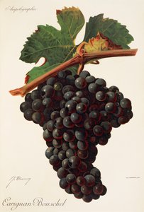 Carigna-Bouschet drue av J. Troncy av Jules Troncy