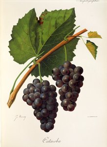 Catawba-drue av J. Troncy av Jules Troncy