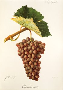Clairette Rose-drue av J. Troncy av Jules Troncy