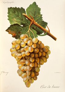 Coeur de Bacco drue, fra Traite General de Viticulture. Ampelografi av Jules Troncy