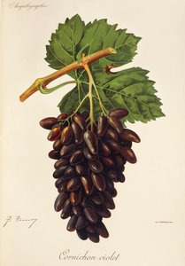 Cornichon Violet drue av J. Troncy av Jules Troncy