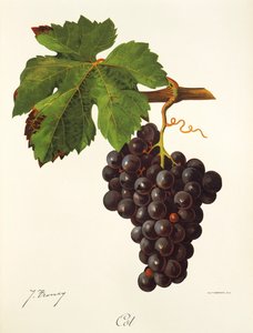 Cot drue av J. Troncy av Jules Troncy