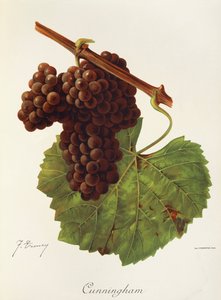 Cunningham-drue av J. Troncy av Jules Troncy