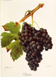 Duras drue av J. Troncy av Jules Troncy