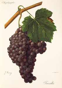 Forcalla' drue av J. Troncy av Jules Troncy