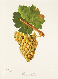 Gamay Blanc-drue av J. Troncy av Jules Troncy