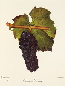 Gamay Freaux-drue av J. Troncy av Jules Troncy