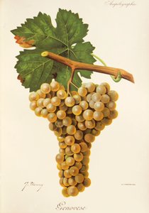 Genovesisk drue av J. Troncy av Jules Troncy