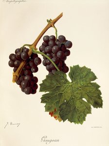 Gougean-drue av J. Troncy av Jules Troncy