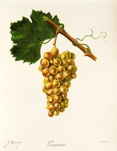 Gouveio-drue av J. Troncy av Jules Troncy