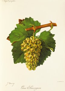 Gros Sauvignon drue av J. Troncy av Jules Troncy