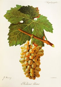 Kokour Blanc-drue av J. Troncy av Jules Troncy