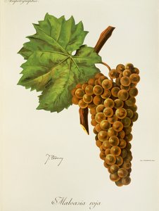 Malvasia Roja-drue av J. Troncy av Jules Troncy
