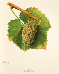 Melondrue av J. Troncy av Jules Troncy