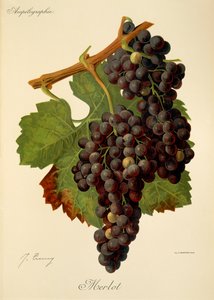 Merlot-drue av J. Troncy