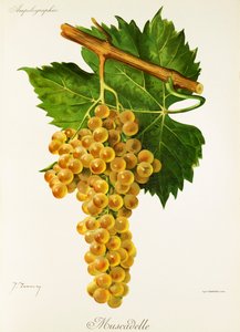 Muscadelle-drue av J. Troncy av Jules Troncy