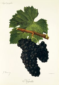 Negrette drue av J. Troncy av Jules Troncy
