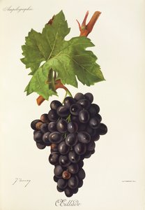 Oeillade drue av J. Troncy av Jules Troncy