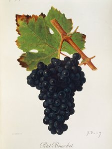 Petit Bouschet drue av J. Troncy av Jules Troncy