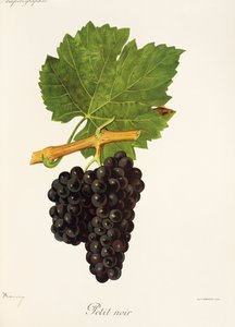 Petit Noir-drue av J. Troncy av Jules Troncy