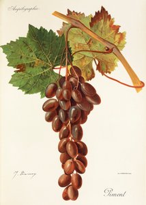 Pimentdrue av J. Troncy av Jules Troncy