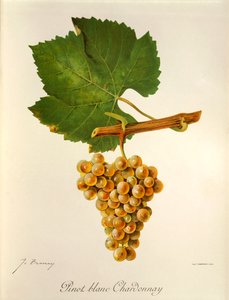 Pinot Blanc Chardonnay-drue av J. Troncy