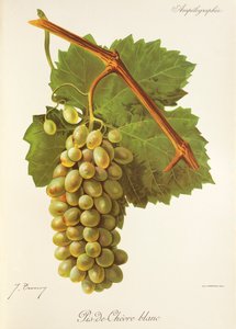 Pis-de-Chevre Blanc-drue av J. Troncy av Jules Troncy