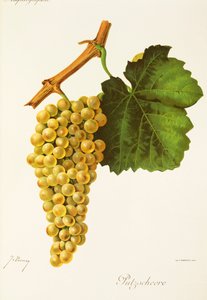 Putzscheere-drue av J. Troncy av Jules Troncy